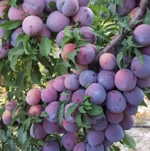 توزیع ۱۲۶ تن انواع کود برای توسعه باغات آلو درگلستان