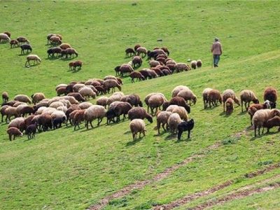 تشکیل کارگروه ویژه احیای مراتع و توسعه نباتات علوفه‌ای/ اراضی لب شوردراولویت