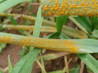 خطر بیماری زنگ زرد گندم به صدا درآمد/ خسارت در کمین مزارع گلستان