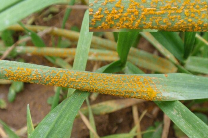 خطر بیماری زنگ زرد گندم به صدا درآمد/ خسارت در کمین مزارع گلستان