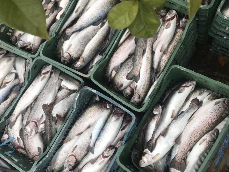 افزایش ۱۵۰ تنی ظرفیت تولید قزل‌آلا در علی‌آبادکتول