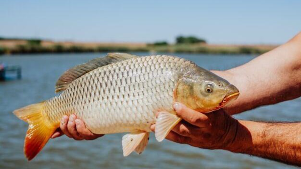 تقویت رشد ماهیان کپور با توزیع ۱۱۹ تن کود اوره در گلستان