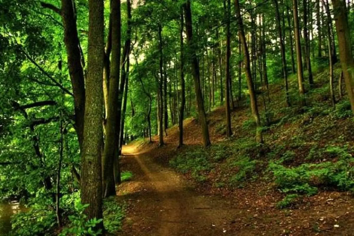 بازگشت بیش از ۱۸۰۰ هکتار از اراضی ملی گلستان به منابع طبیعی