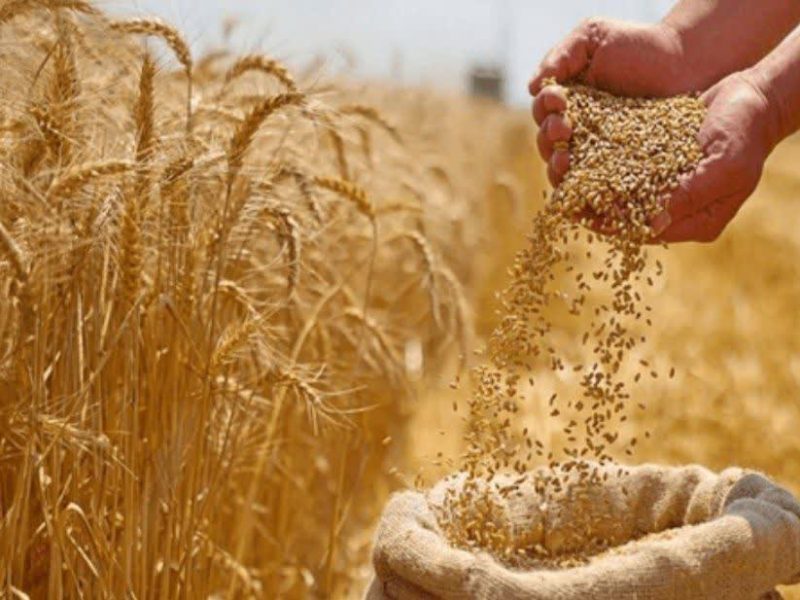 اجرای بیمه رایگان گندم در کشور