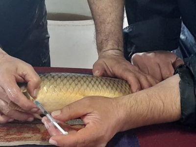 تکثیر مصنوعی کپور دریایی در گلستان