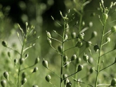 کشت ۷ هزار هکتاری «کاملینا» در اراضی شور گلستان