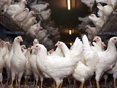 دستان بسته زنجیره طیور در پرورش نژاد مرغ/ آرین همچنان در صدر