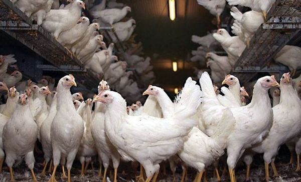 دستان بسته زنجیره طیور در پرورش نژاد مرغ/ آرین همچنان در صدر