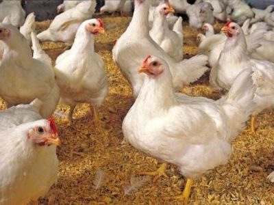 افزایش ظرفیت دو میلیون قطعه‌ای مرغ تخم‌گذار در گنبدکاووس