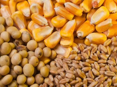 تولیدکنندگان طیور در دو راهی تولید/ نهاده سرگردان در بازار قیمت‌گذاری
