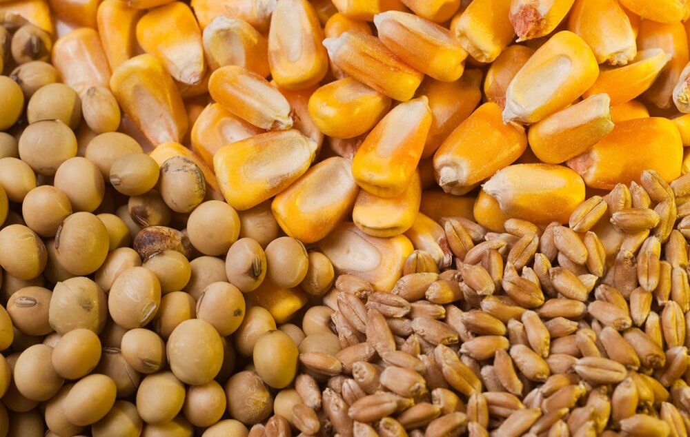 تولیدکنندگان طیور در دو راهی تولید/ نهاده سرگردان در بازار قیمت‌گذاری