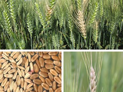 گندم‌های دیرکاشت گلستان در معرض فوزاریوم خوشه
