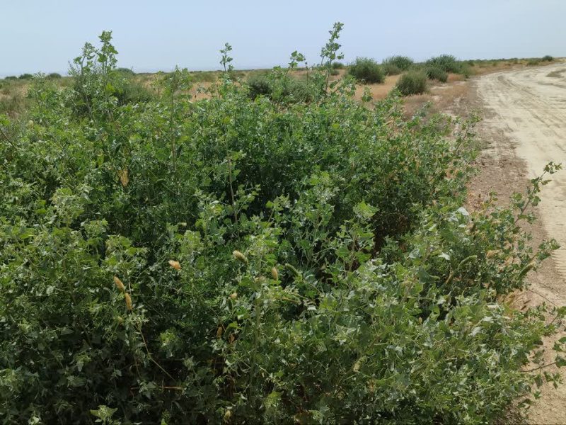 «مرتعداری اقتصادی» مرهمی بر زخم نواحی کم بازده گلستان/ درآمد پایدار با توسعه مرتعداری