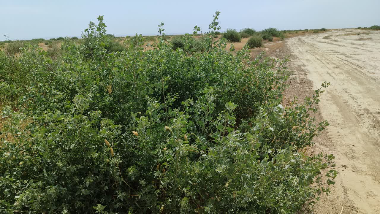 «مرتعداری اقتصادی» مرهمی بر زخم نواحی کم بازده گلستان/ درآمد پایدار با توسعه مرتعداری