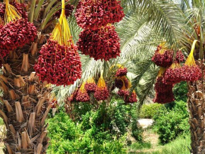 با کدام اقدامات سود تولید خرما به جیب کشاورزان می رود؟
