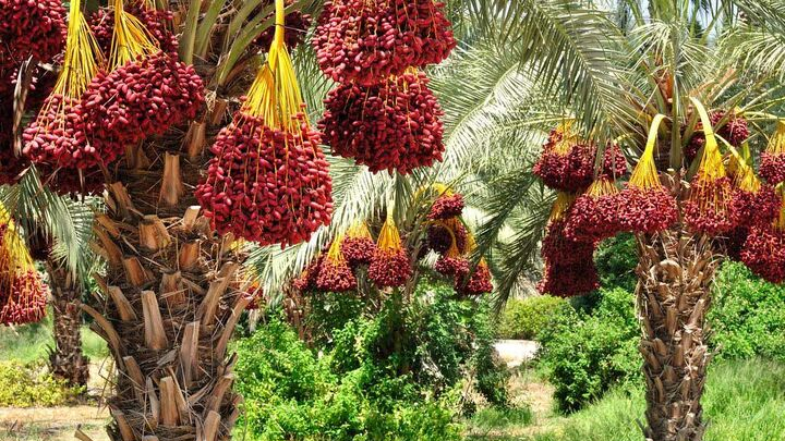 با کدام اقدامات سود تولید خرما به جیب کشاورزان می رود؟
