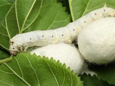 تولید تخم نوغان تا دو سال آینده به خودکفایی می‌‌رسد