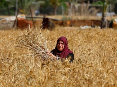 پرداخت کمتر از ۴۹ و ۵۰۰ تومان اجحاف در حق گندم‌کاران است