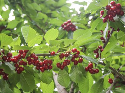 گیلاس؛ نسخه گلستان برای احیای زمین‌های کم بازده و مقابله با سیلاب