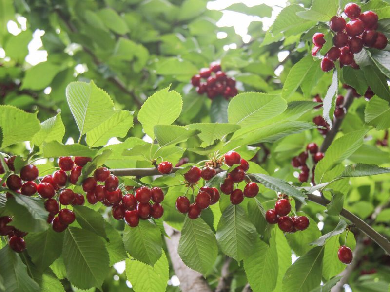 گیلاس؛ نسخه گلستان برای احیای زمین‌های کم بازده و مقابله با سیلاب