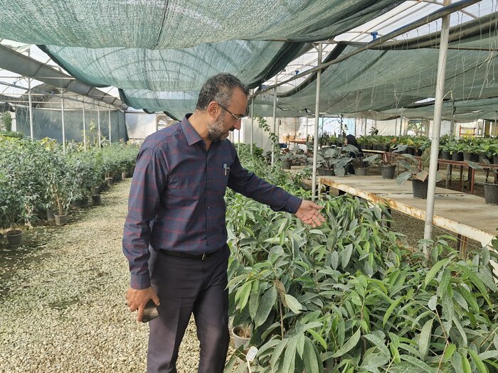 از گلخانه تا بازار؛ اقتصاد تولید و فروش گیاهان زینتی