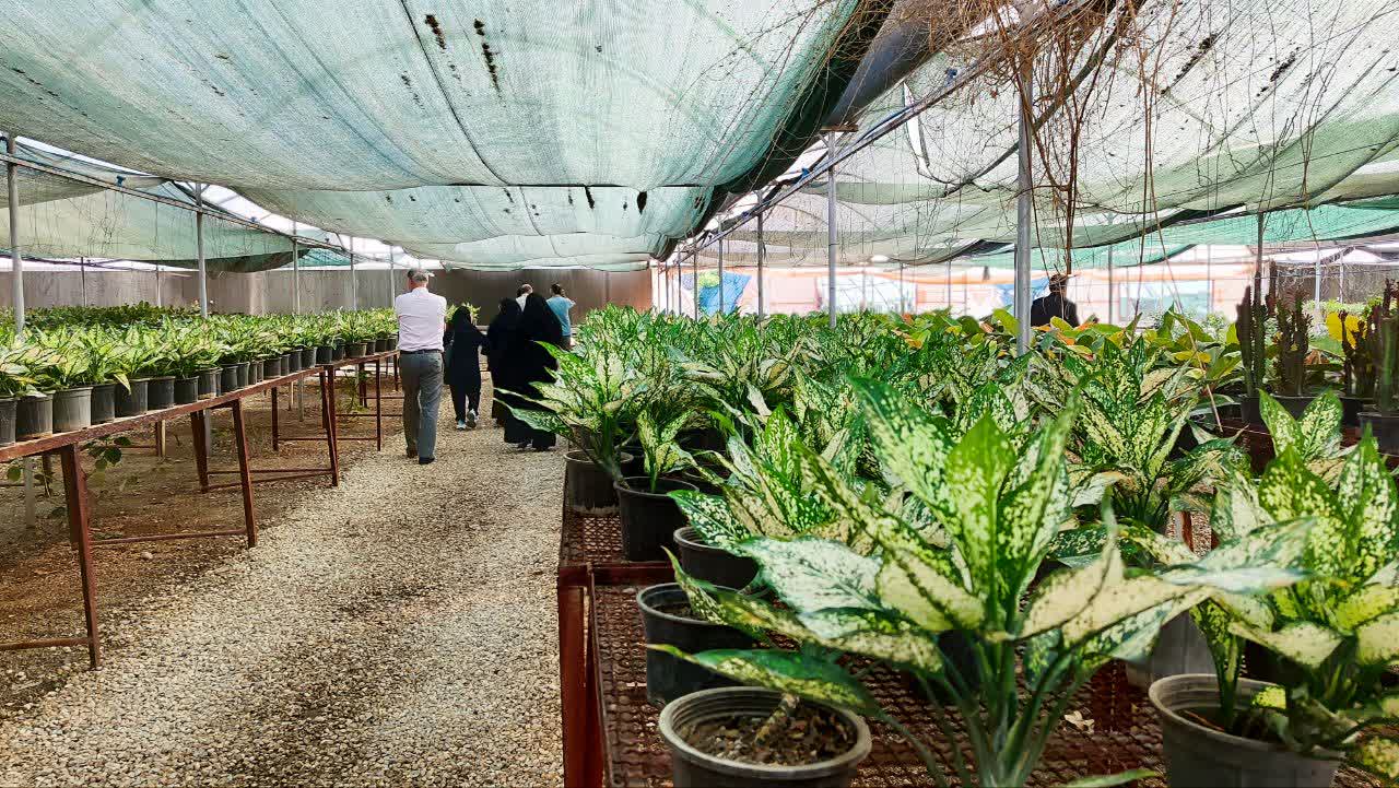 از گلخانه تا بازار؛ اقتصاد تولید و فروش گیاهان زینتی