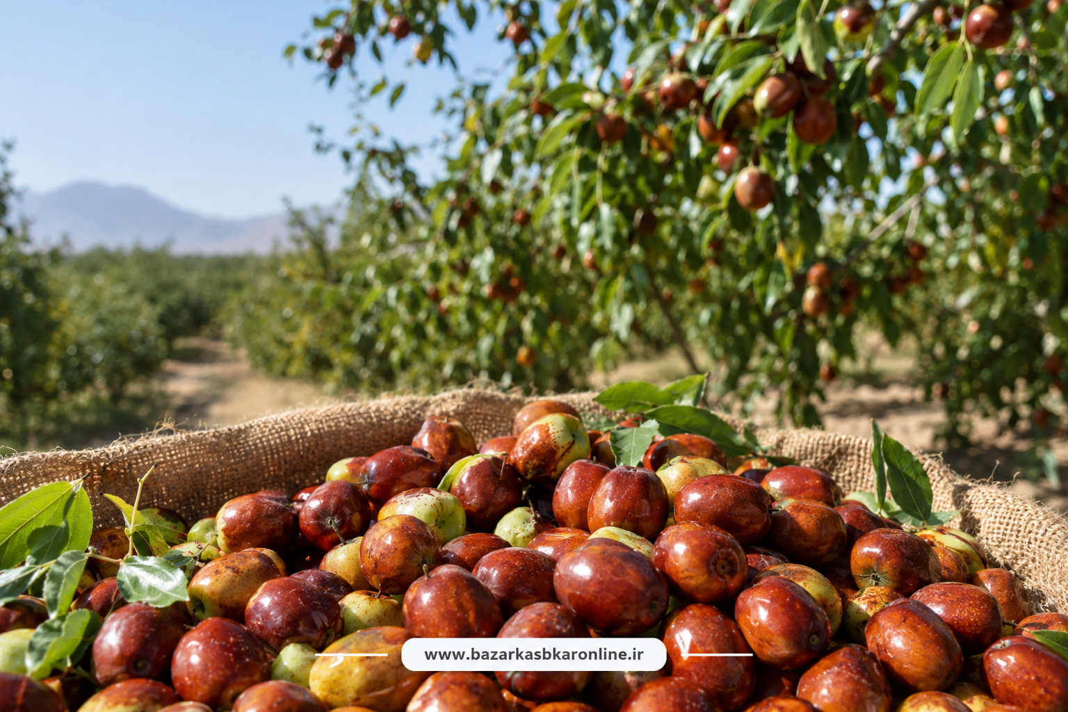 عناب خوسف؛ از میراث چند هزارساله تا فرصت سرمایه‌گذاری