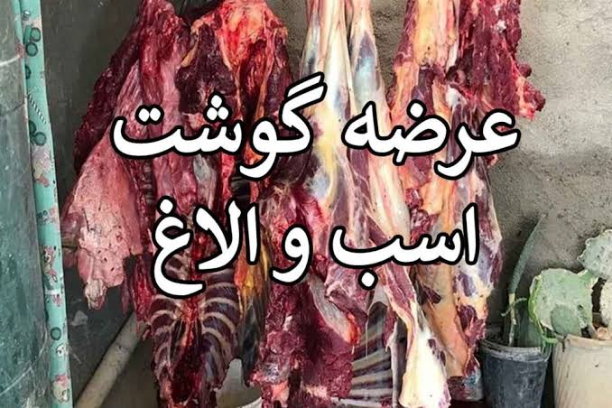 مجوز ذبح و فروش گوشت الاغ و اسب؛ واقعیت یا جو روانی؟